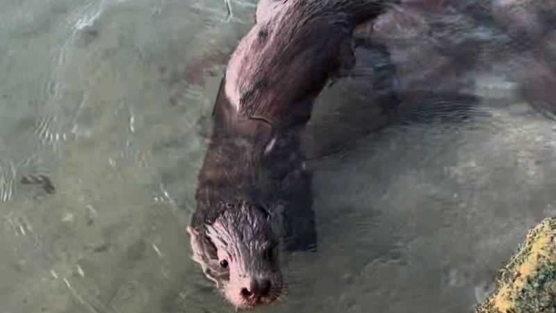 Nincs ok az aggodalomra, hiszen teljesen természetes, hogy ragadozó emlősöt észleltek a Balaton partján - Nézd meg a videót!