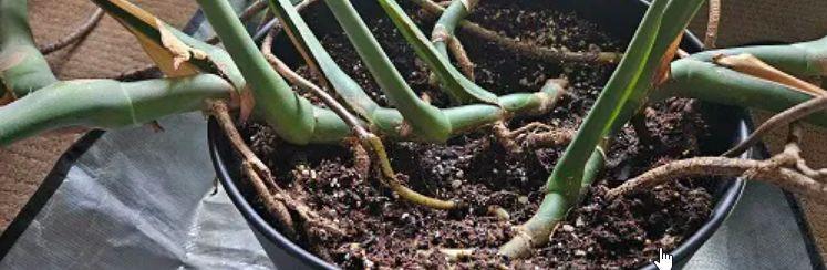 **Hogyan válhat a könnyezőpálma a kerted ékességévé? 12 hatékony módszer a buja növényért**

A könnyezőpálma (Neoregalia) nemcsak gyönyörű megjelenésével, hanem különleges leveleivel is elvarázsolja a kertészeket. Ha szeretnéd, hogy a te növényed is dúsab