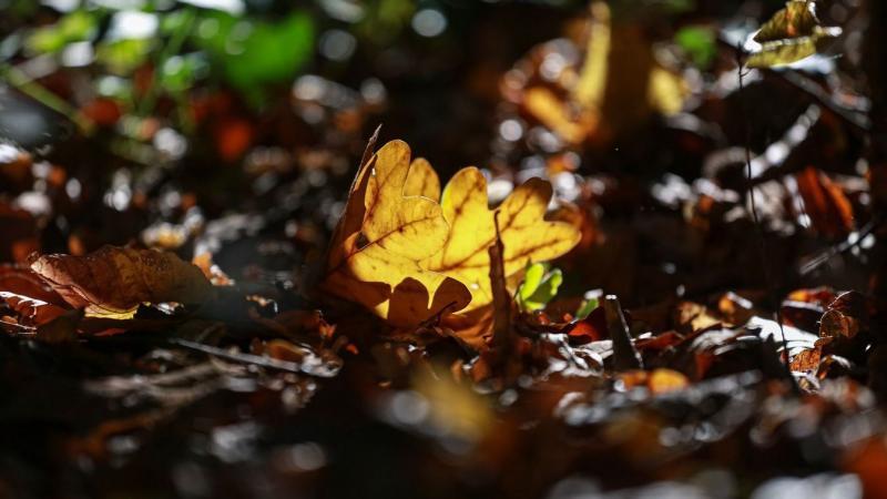 Ritka kincs ez a gyönyörű őszi nap, ami ma ránk mosolyog. Fedezd fel, milyen programok várnak rád, és hogyan teheted még különlegesebbé ezt a napot!