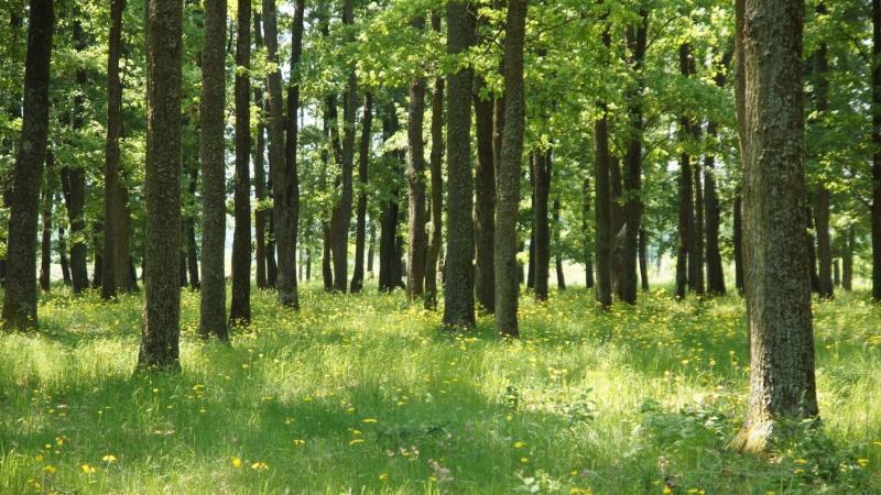 Hazánkban is feltűnt a repülő kullancs! Kampós lábával hívja fel a figyelmet arra, mi az igazi szenvedés.