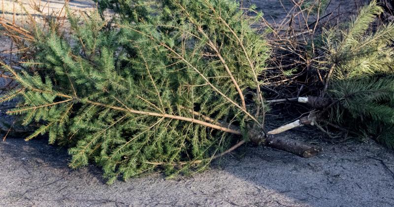 Mikor érdemes megszabadulni a karácsonyfától, hogy ne maradjon az utcán? Ha esetleg lekéstél a határidőről, van néhány lehetőséged. 

Általános szabály, hogy a karácsonyfát a vízkereszttel (január 6.) vagy közvetlenül utána érdemes eltávolítani, hogy elke