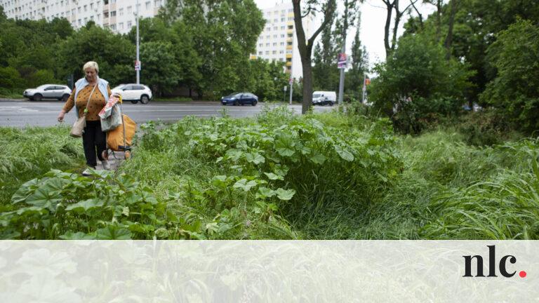 Óbuda rejtett kincsei: a városi dzsungel, ahol derékig ér a fű és a gaz, életre kelti a természet varázsát.