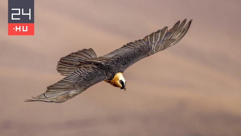 Több évszázados régiségeket fedeztek fel madárfészkekben | 24.hu