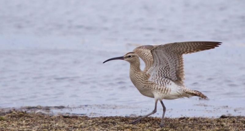 A Természetvédelmi Világszövetség legújabb döntése alapján egy Magyarországon egykoron elterjedt vándormadárfajt hivatalosan is kihaltnak nyilvánították.